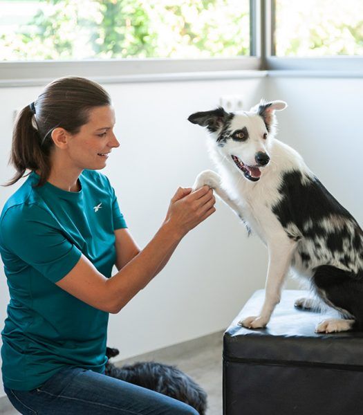 Behandlungsablauf bei Pferd &amp; Hund Tierarztpraxis Dr. Christane Ionita